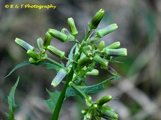 {Erechtites hieraciifolius}